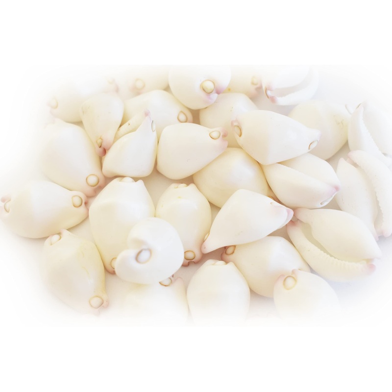 24 Beautiful White & Purple Wart Cowries (Vericosus Calprunis) 3/4-1 Shells