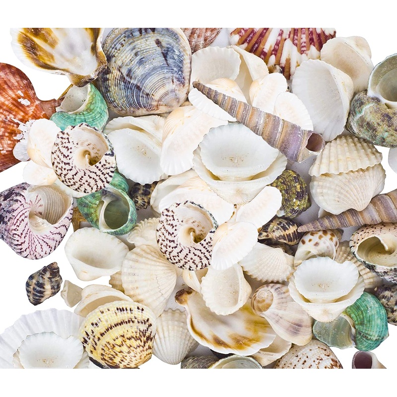 8085pcs Sea Shells Mixed Beach Seashells for Beach Theme Party Wedding Decorations DIY Crafts Candle Making Fish Tank Vase Fillers Home Decorations Supplies