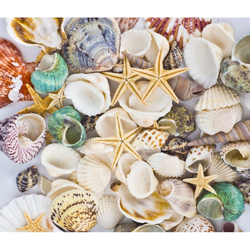 Famoby Sea Shells Mixed Beach Seashells Starfish for Beach Theme Party Wedding Decorations DIY Crafts Candle Making Fish Tank Vase Fillers Home Decorations Supplies 70+ pcs
