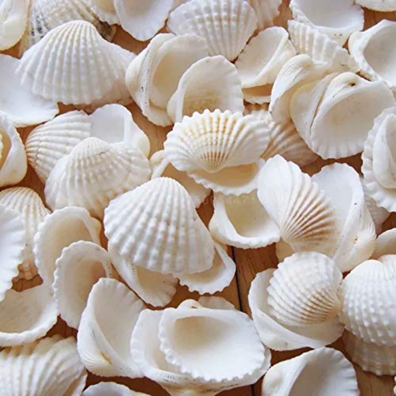 SEAJIAYI Small Tiny Sea Shells White Clam Bulk Natural Seashell for DIY Craft Home Decor Vase Fillers Small (Pack of 1)