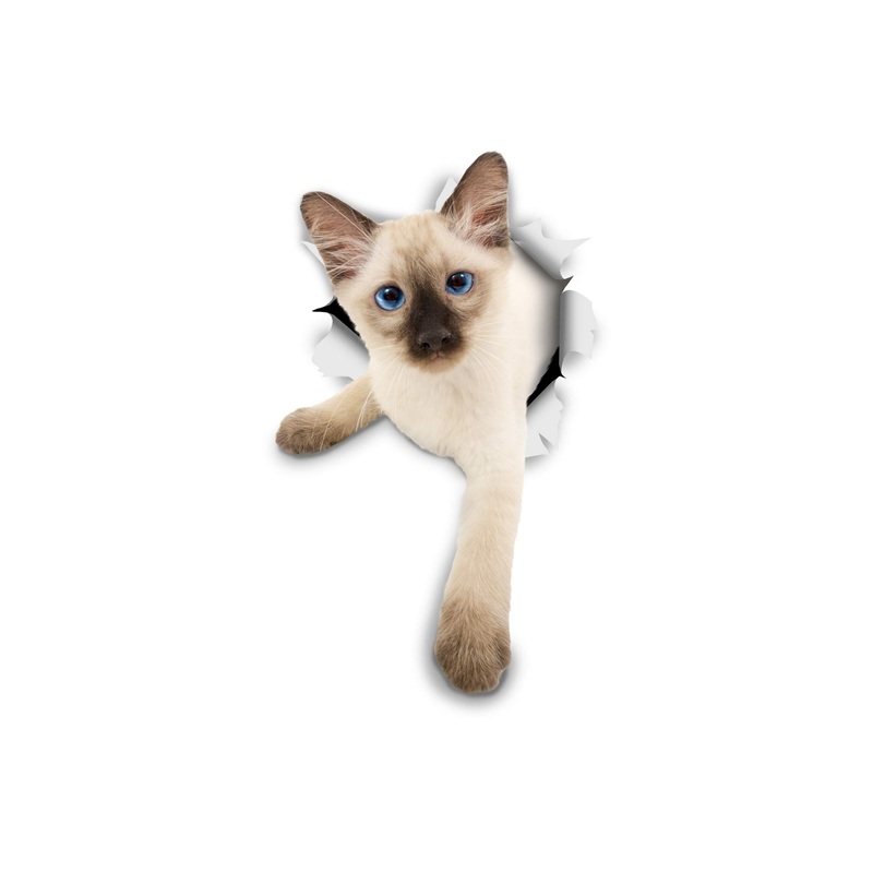 Winston & Bear 3D Cat Stickers – 2 Pack – Siamese Kitten Cat Decals for Wall – Stickers for Bedroom – Fridge – Toilet – Room – Retail Packaged
