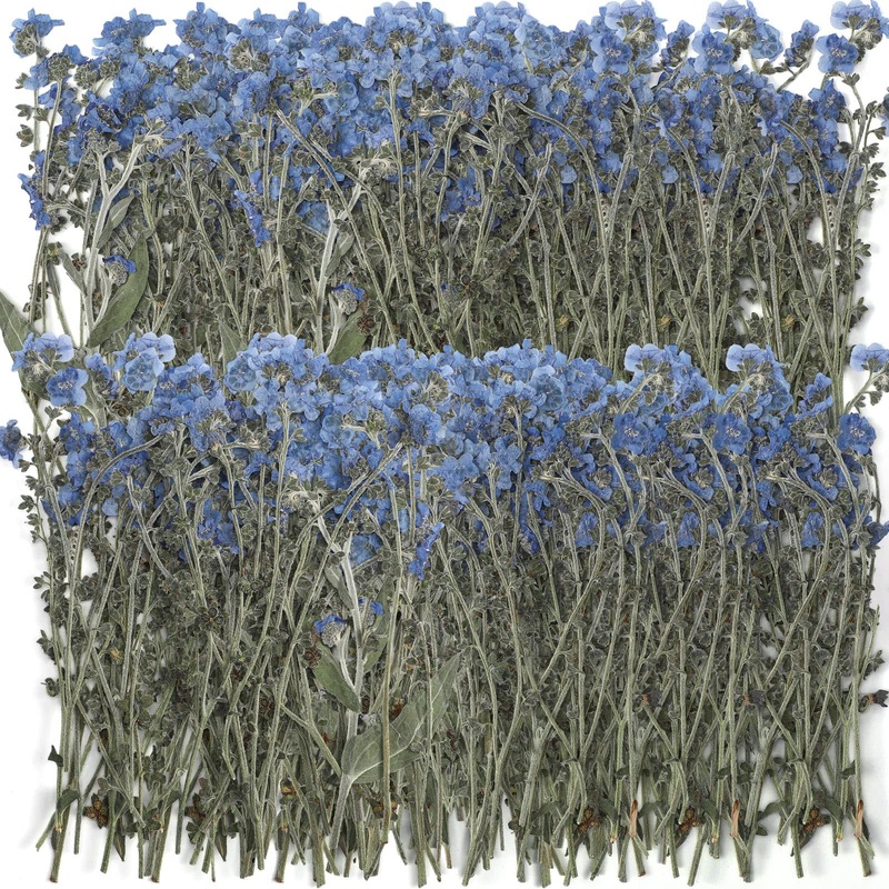 100 Pcs Natural Forget Me Not Pressed Dried Flowers Blue Don’t Forget Me Dried Flower Real Dried Flowers for Resin Jewelry Candle Card Making Nail Art Flowers DIY Home Decoration
