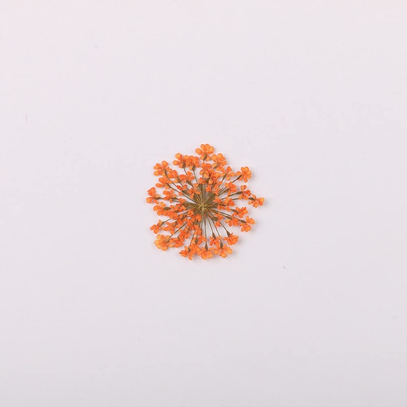 100pcs/pack Ammi majus Natural Pressed Dried Flower for Resin Jewelry Making Soap and Candle Making Scrapbooking DIY (Orange)