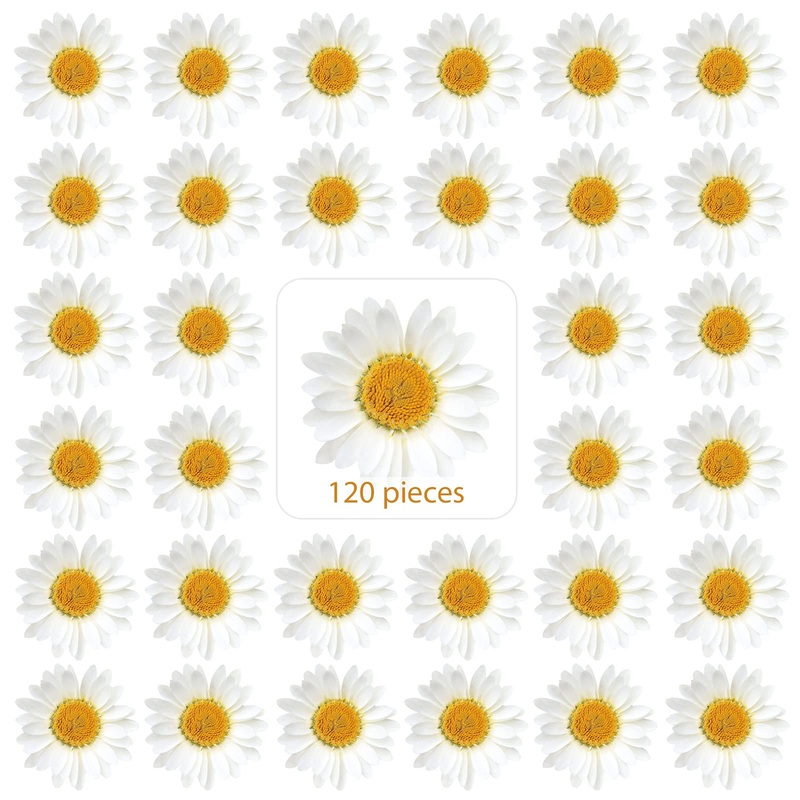 120 Pieces Real Dried Daisy Flowers Natural Dried Daisies DIY Dry Daisy Petals Pressed Chrysanthemum Flowers for Album Scrapbooks Resin Soap Art Decors Handicrafts (Primary Color) (Primary Color)
