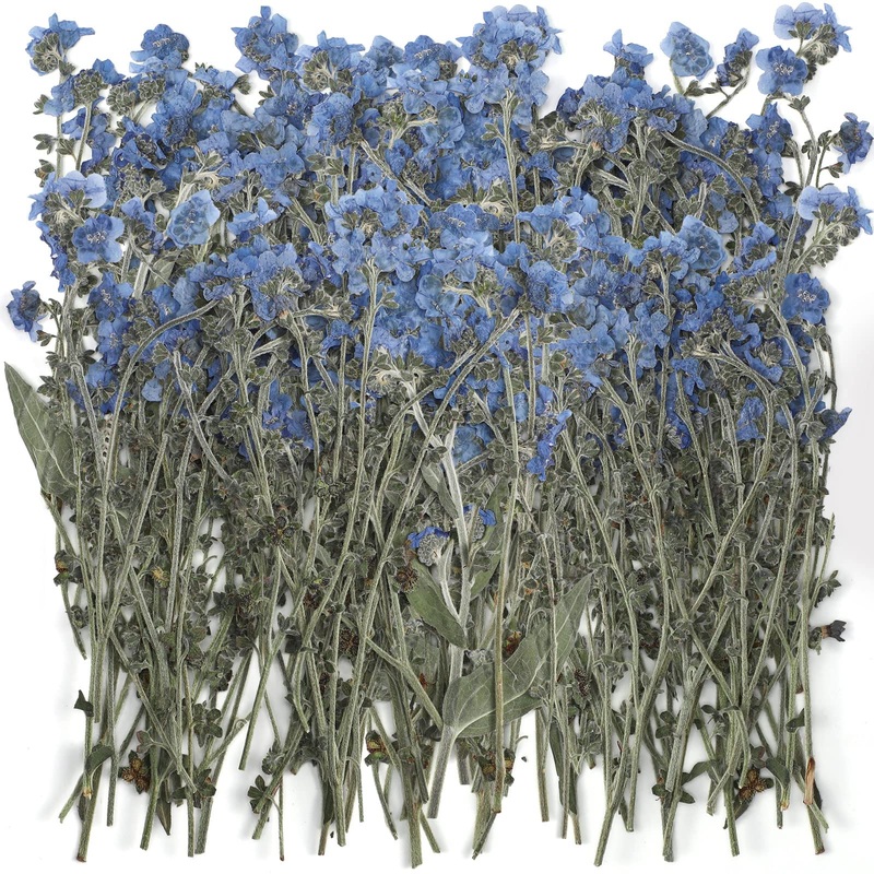 50 Pcs Natural Forget Me Not Pressed Dried Flowers Blue Don’t Forget Me Dried Flower Real Dried Flowers for Resin Jewelry Candle Card Making Nail Art Flowers DIY Home Decoration