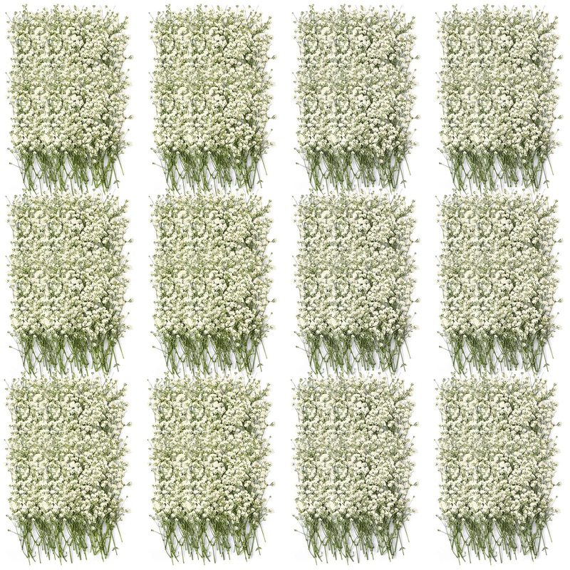 Dried Babys Breath Flowers Bouquet Ivory White Babys Breath Real Flowers Natural Gypsophila Branches Dry Pressed Gypsophila for Wedding Resin Art Craft DIY Card Making Home Party Decor (50 Pcs)