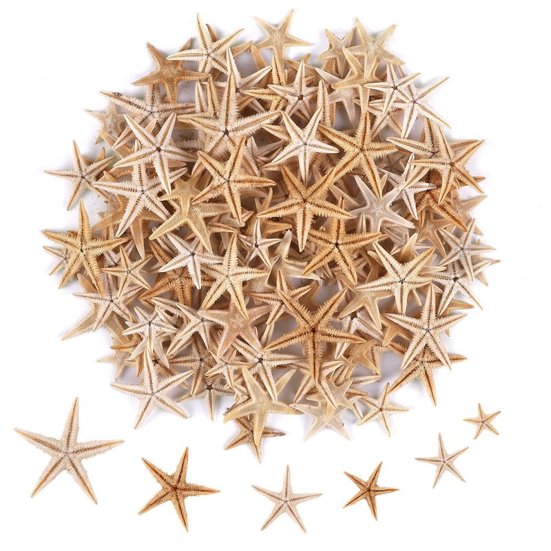 PPCLION Small Starfish Star Sea Shell Beach Craft 0.4″-1″ 200 Pcs (0.4″-1″)200 Pcs