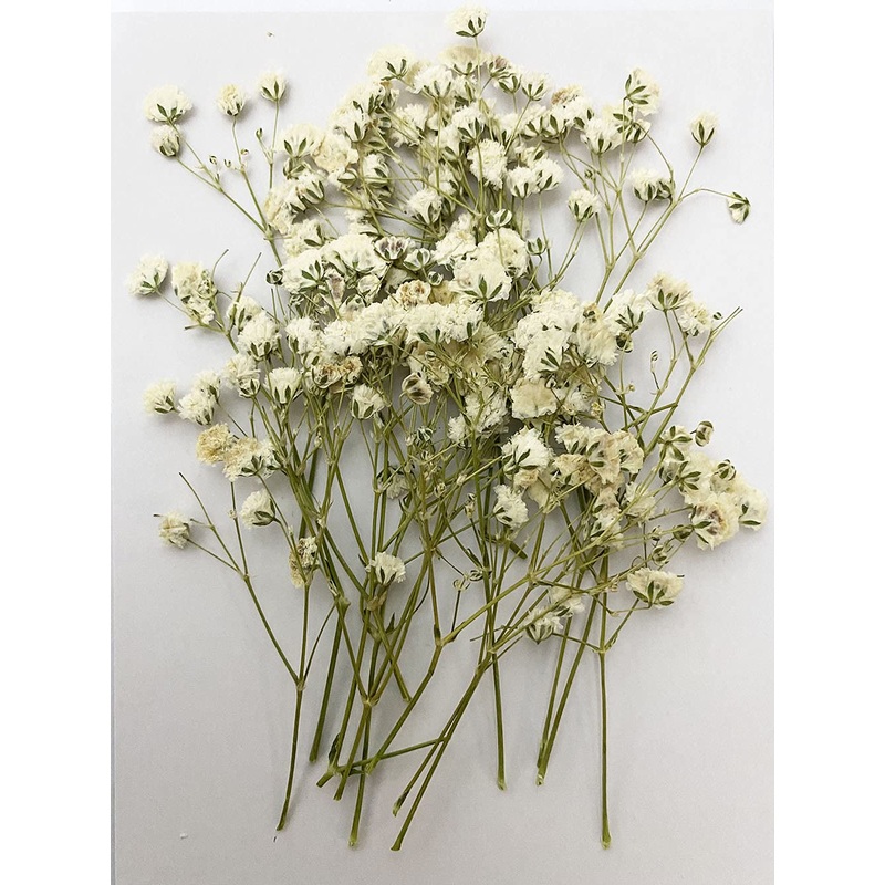 UOKWIWI 16 pcs White Baby’s Breath Real Natural Dried Pressed Flowers for Resin Art Craft DIY