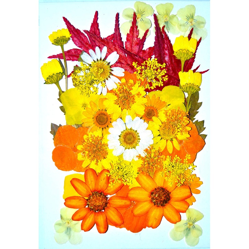 UOKWIWI 44 pcs Yellow Viola Hydrangea Maple Leaf Sanvitalia Real Pressed Dried Flowers