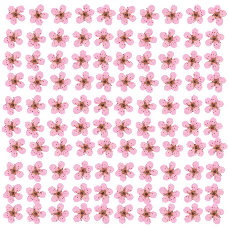 YUNZHI Pressed Flower for Resin Small Plum Blossom Narcissus Dried Flower Real Flower Nail Flower Material Glue Drop Mobile Phone case Hand Made 100pcs/pack (Light Pink)