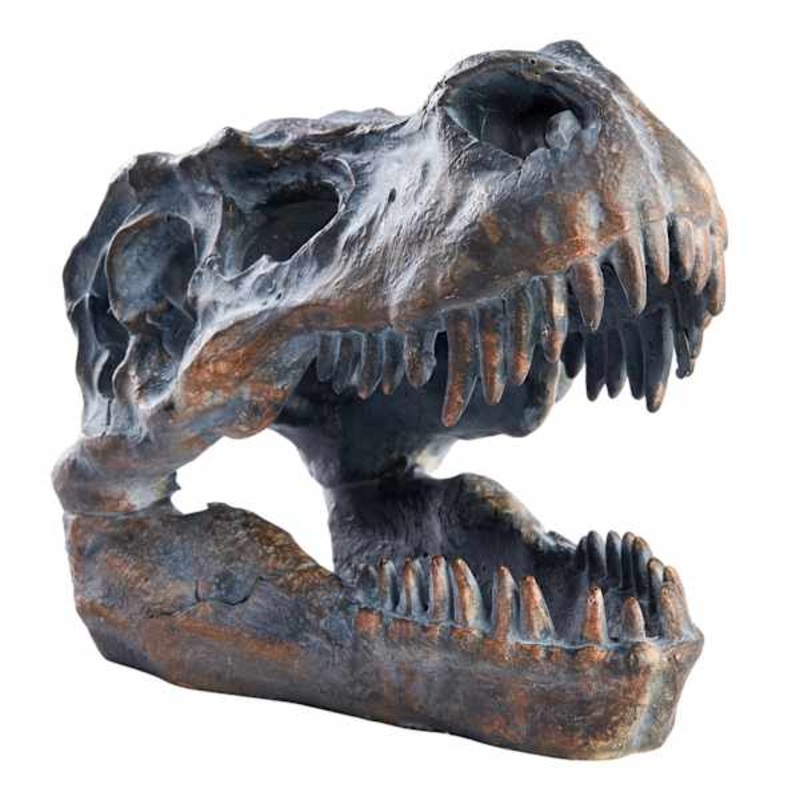 Brown T-Rex Fossil Head, 6″