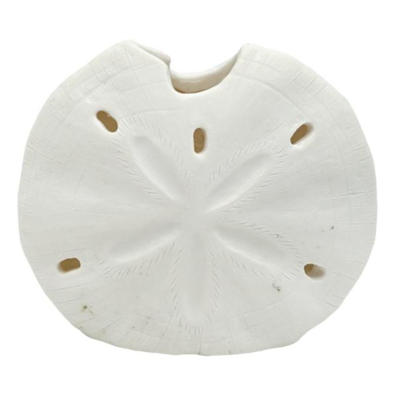 Sand Dollar, 4″