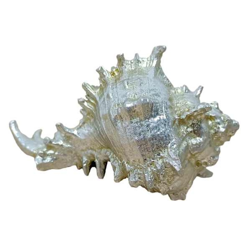 Metallic Whelk Shell, 5″