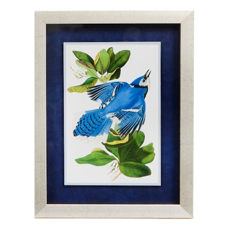 6×8 Blue Jay Framed Art