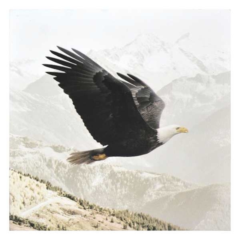 Eagle Block, 8″