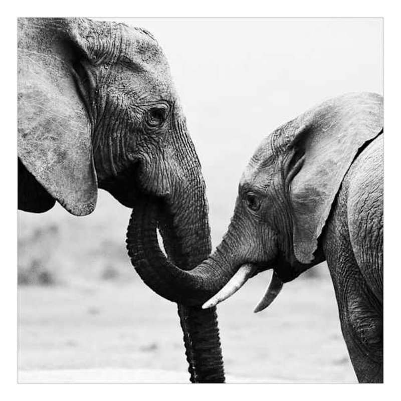 Elephant Block, 8″