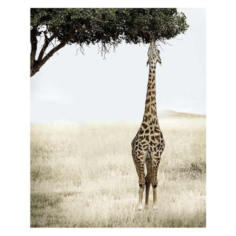 Giraffe Eating Leaves Block, 8×10