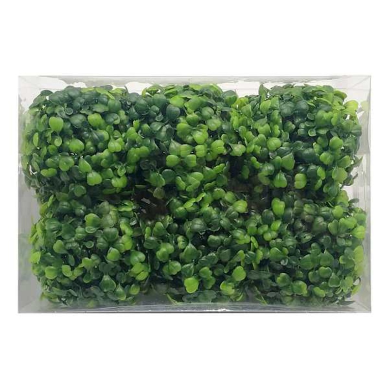 6-Pack Green Boxwood Filler