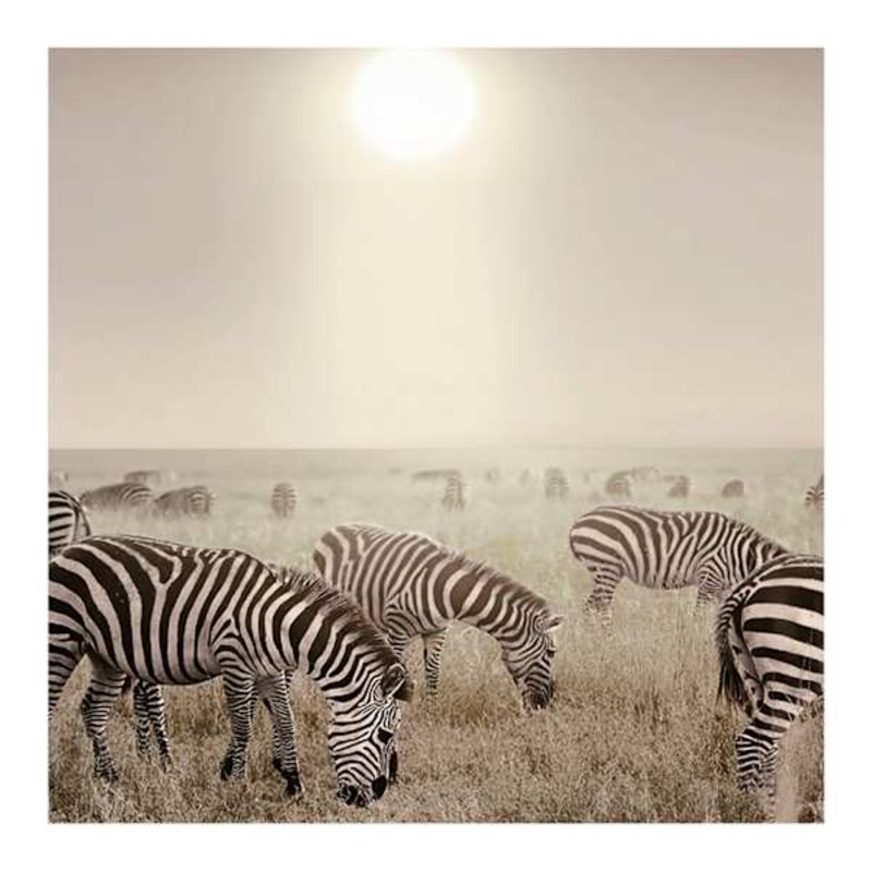 Zebras at High Noon Block, 8″