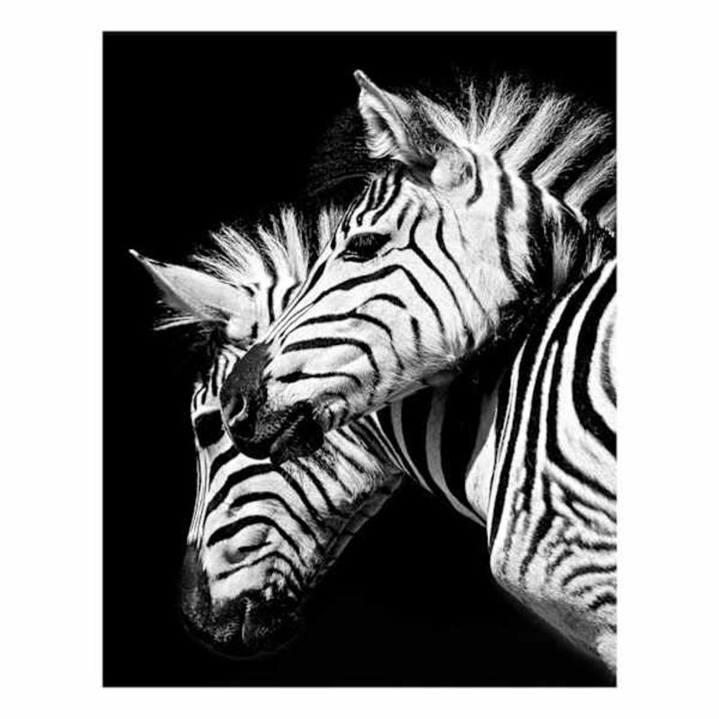 Zebras Block, 8×10