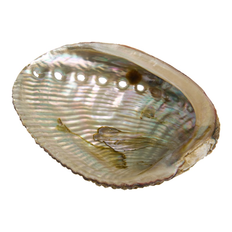 Natural Abalone Shell