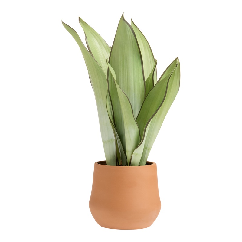Faux Snake Plant in Terracotta Pot