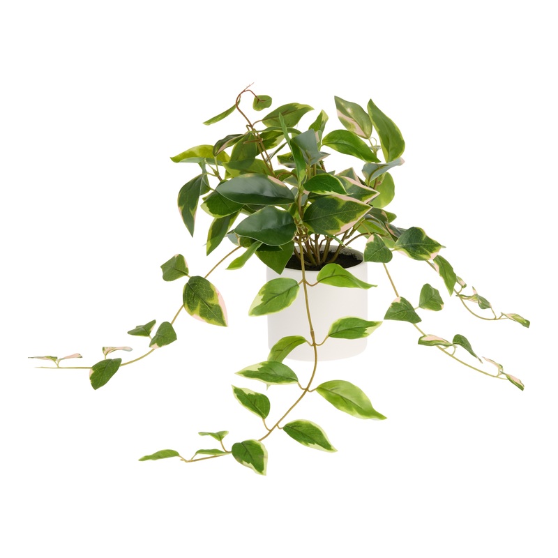 Faux Pink Variegated Ficus Plant in White Porcelain Pot