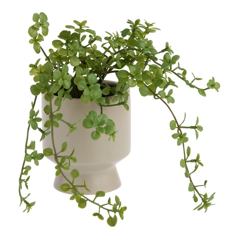 Mini Faux Pittosporum Plant in Gray Pedestal Pot