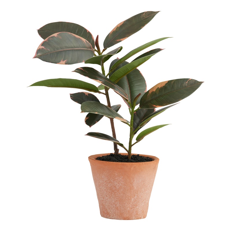 Mini Faux Rubber Plant in Terracotta Pot