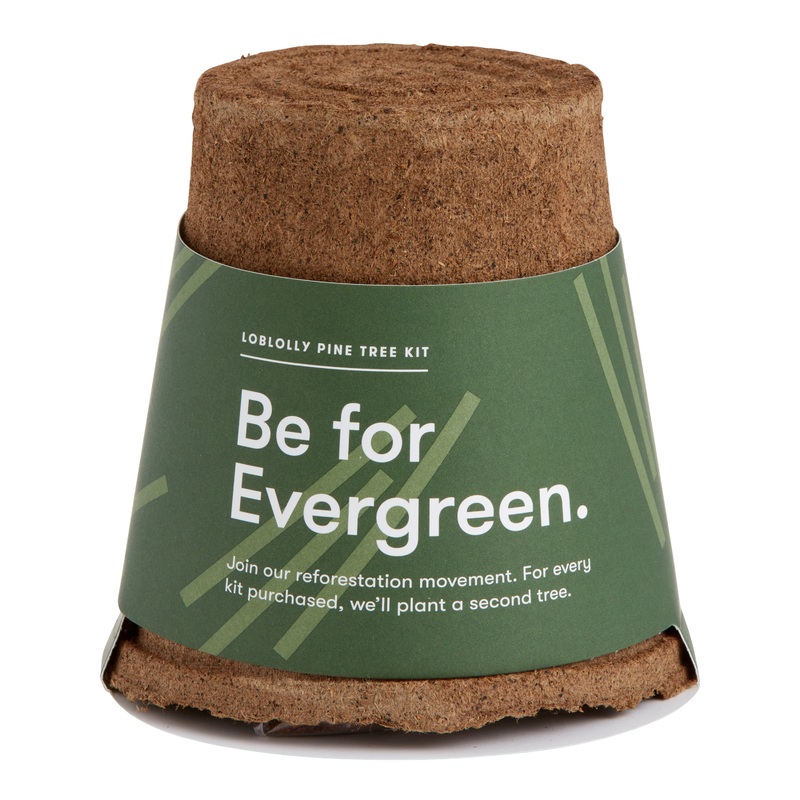 Modern Sprout Loblolly Pine One For One Tree Kit