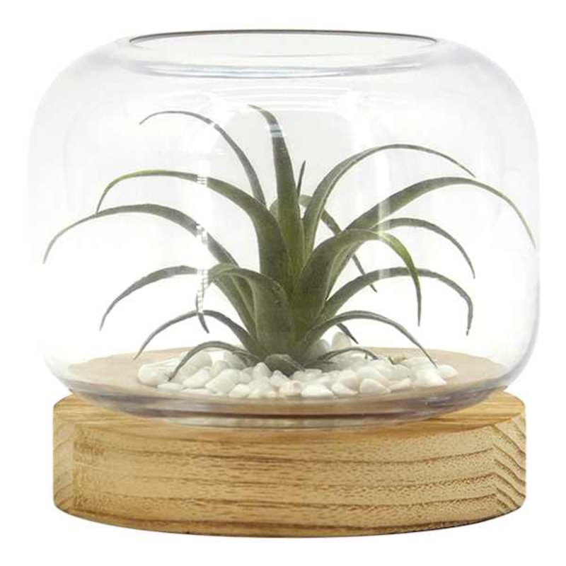 Air Plant in Glass Vessel with Wood Base, 6.1″