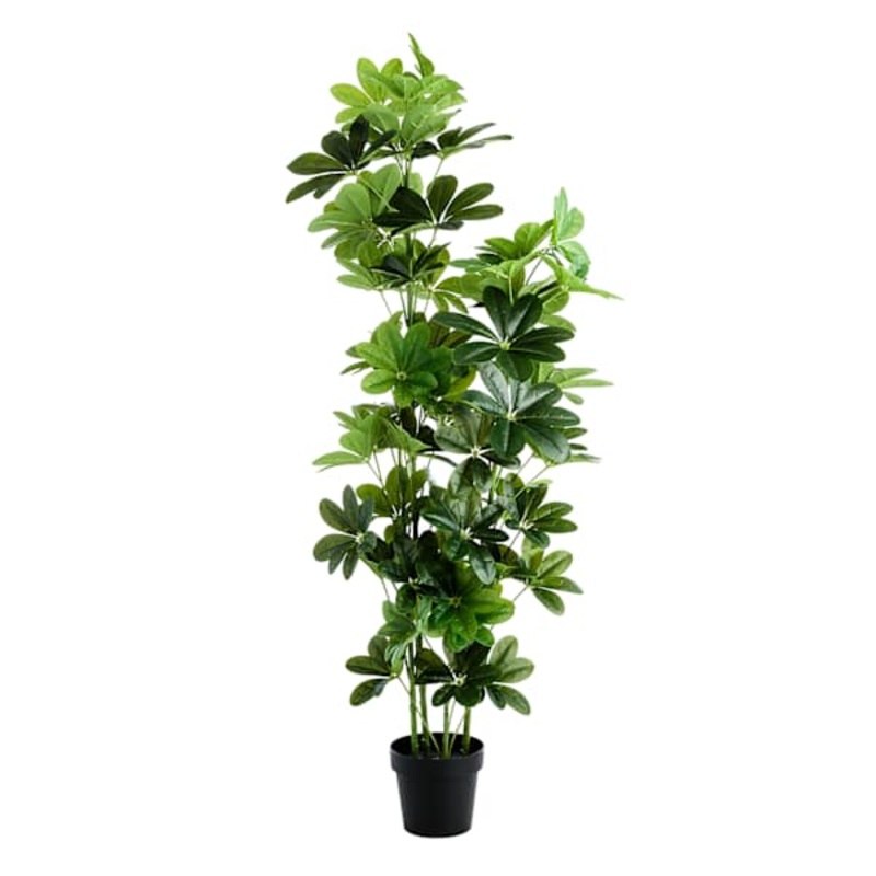 Ficus Lyrata Tree, 60″