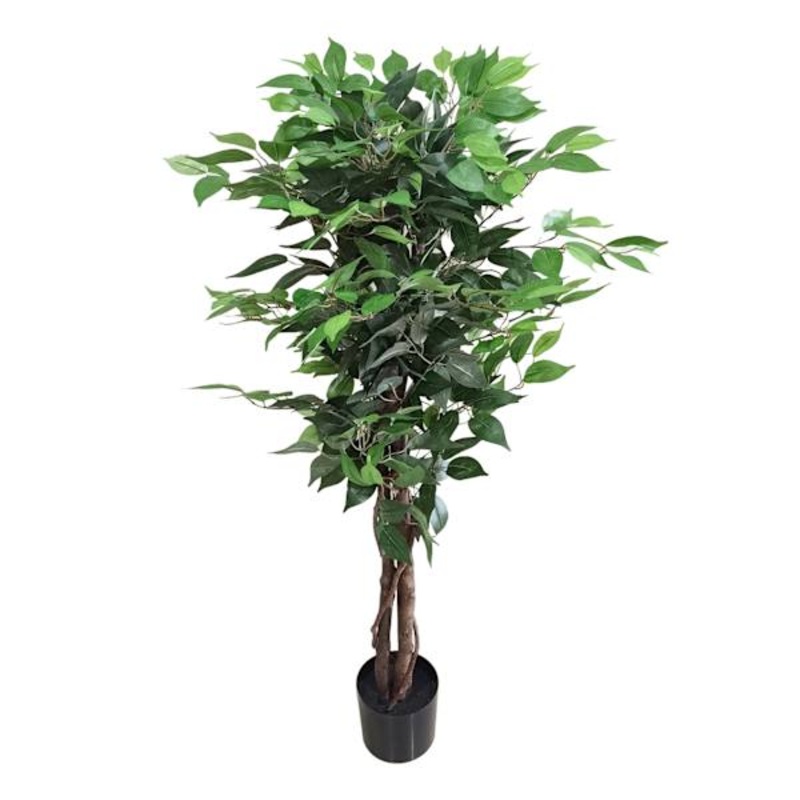 Ficus Tree in Black Pot, 4′