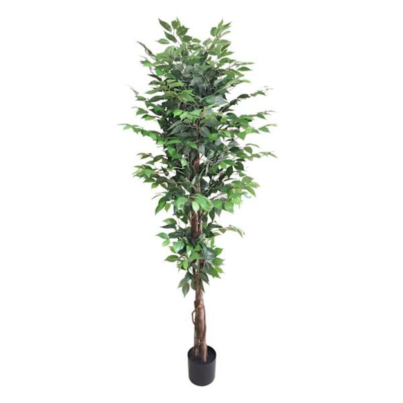 Ficus Tree in Black Pot, 6′