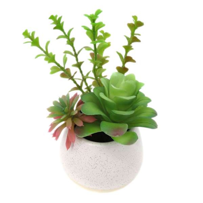 Mixed Succulent in White Pot, 7.5″