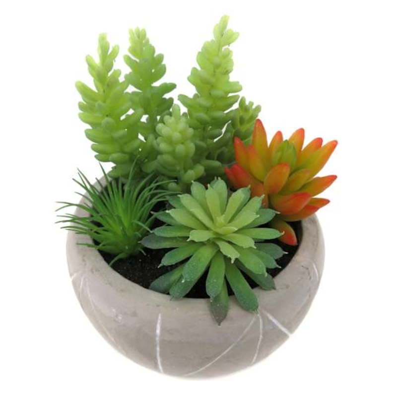 Potted Mixed Succulents, 5.5″