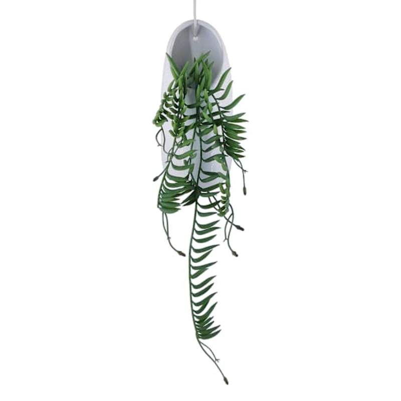 Trailing Banana Succulent in Ceramic Pot, 12″