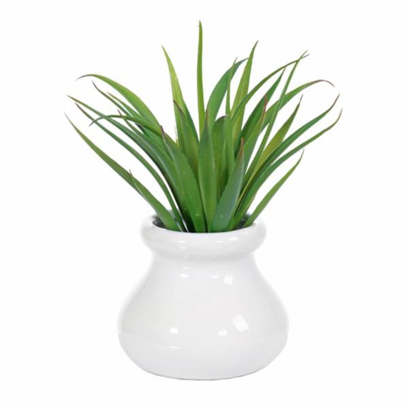 Agave with White Ceramic Planter, 6″
