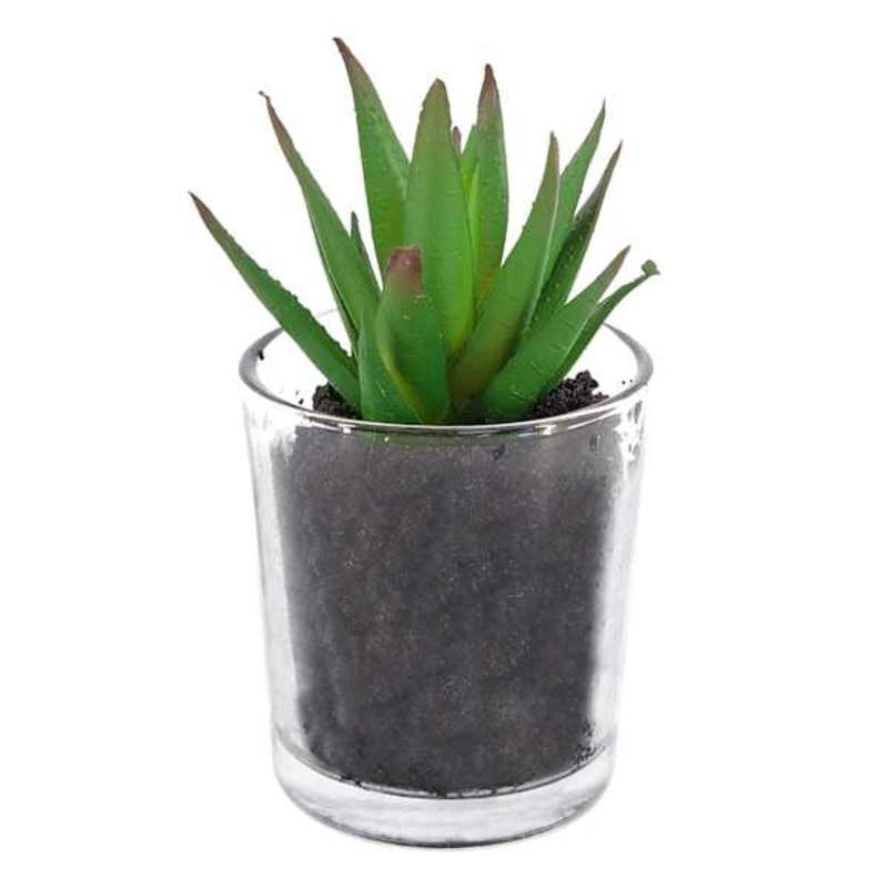 Green Succulent in Glass Vase, 4″