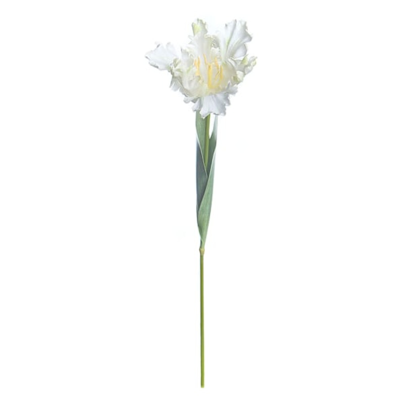 White Parrot Tulip Stem, 25″