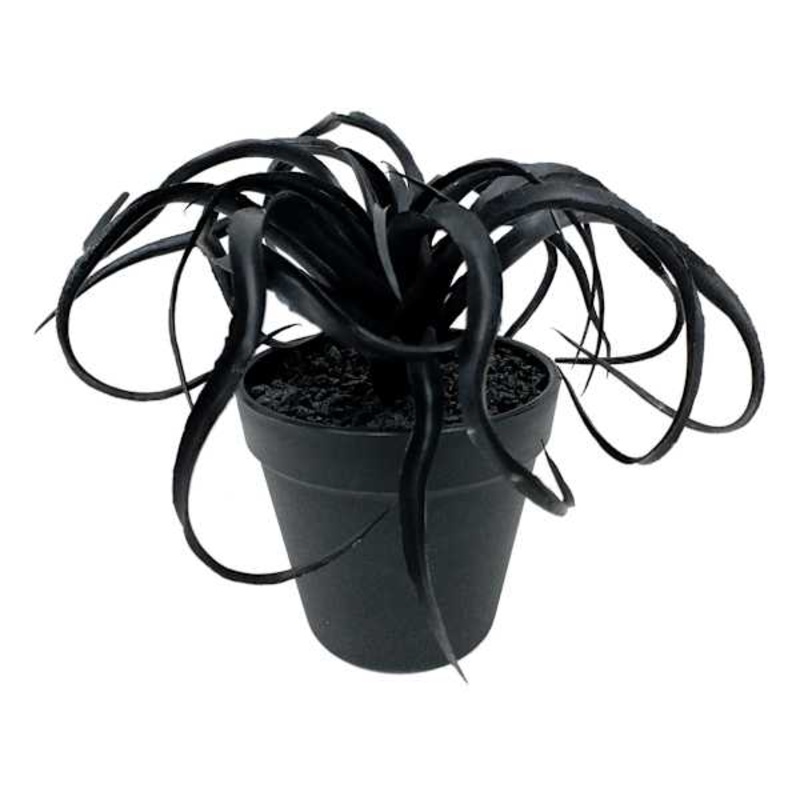 Black Air Plant Arrangement, 6″