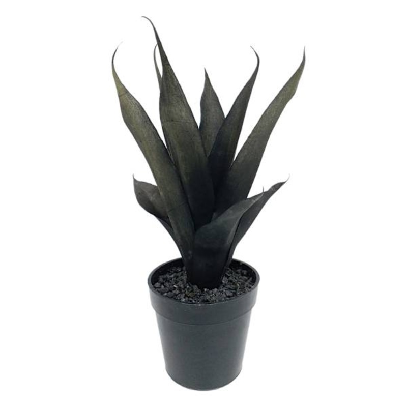 Potted Black Agave Plant, 10″