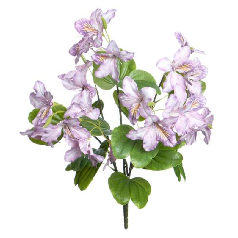 Purple Bauhinia Bush, 21″