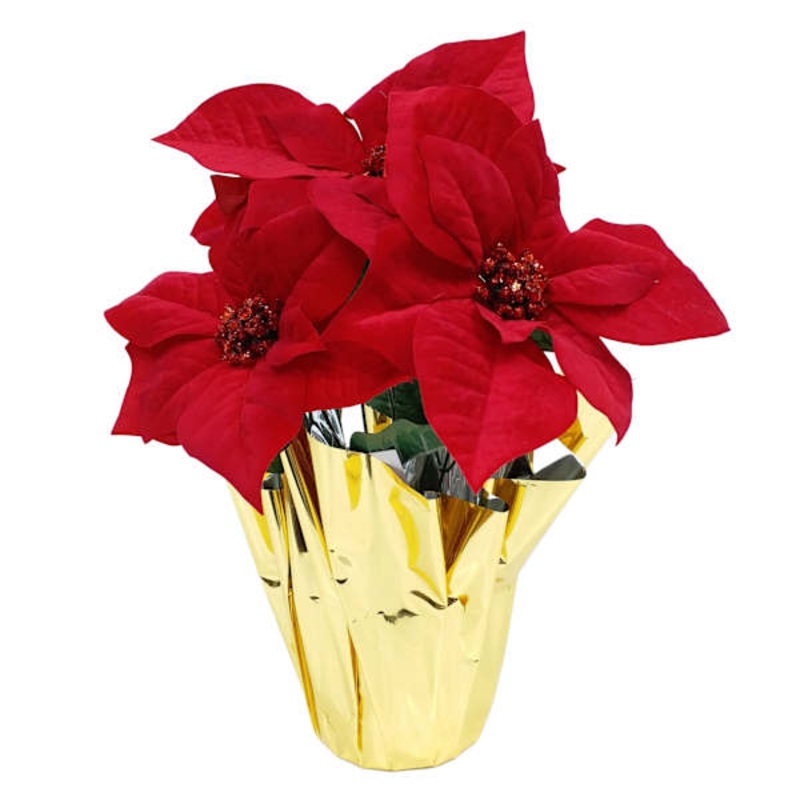 Red Poinsettias in Gold Foil Pot, Small