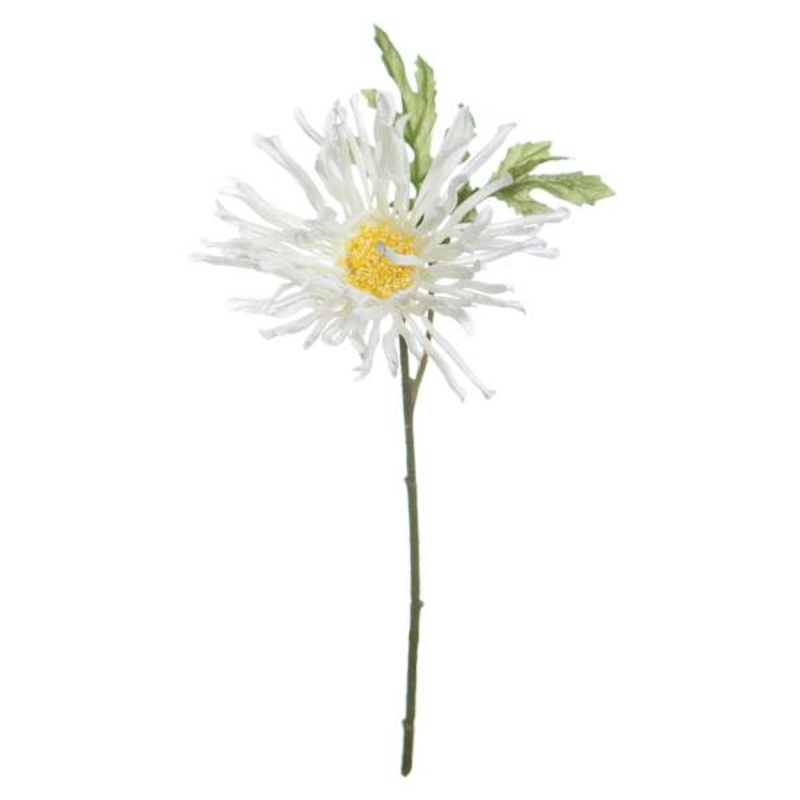 White African Daisy Pick, 11″