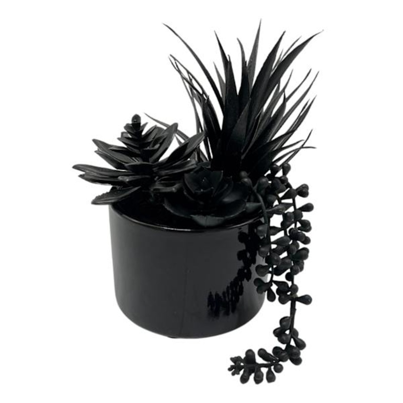 Grim Gardens Black String Pearls Succulent, 8.6″