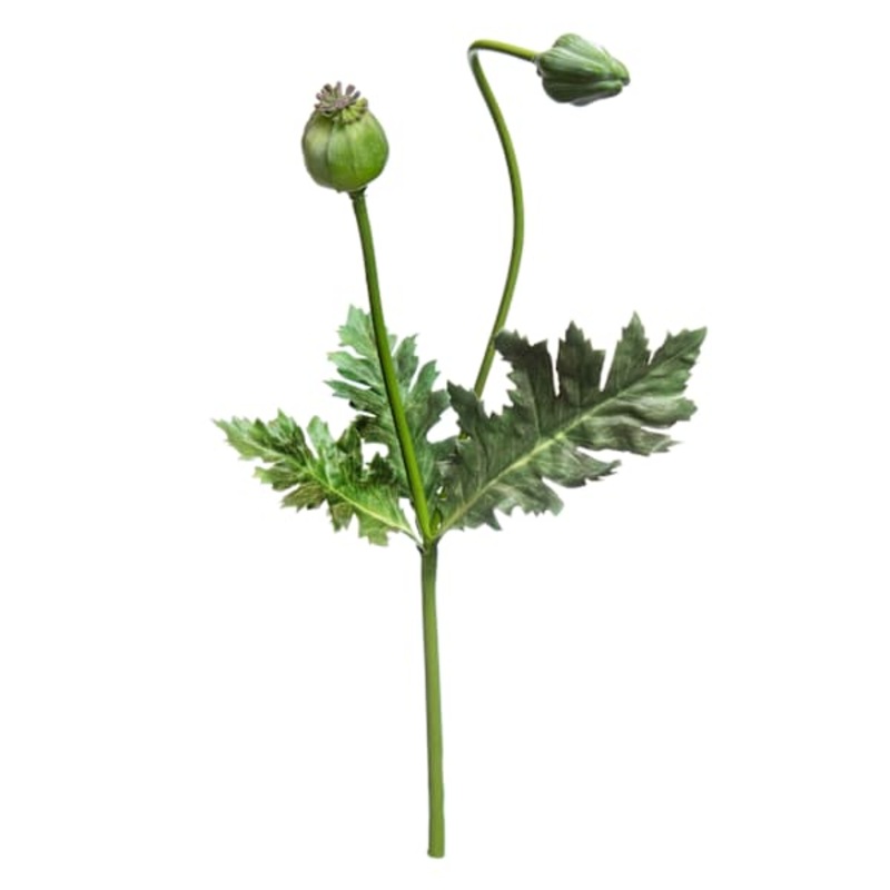 Poppy Pod Pick, 12″