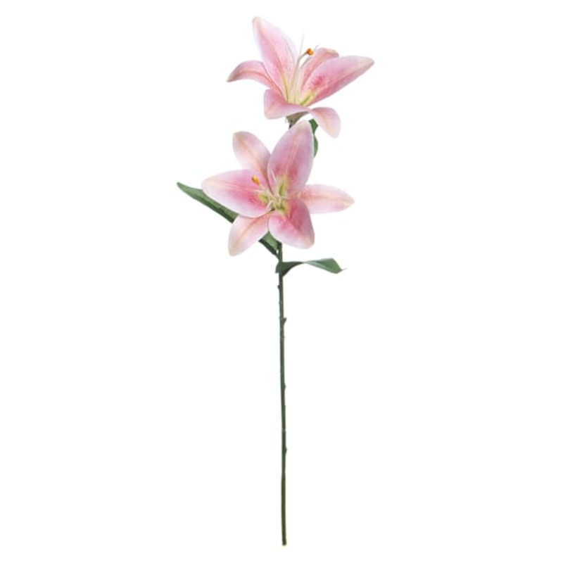 Casablanca Spray, 23″
