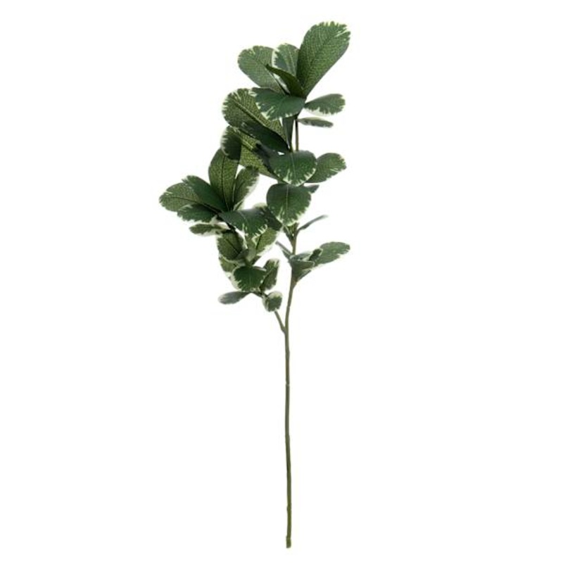 Pittosporum Spray, 26″