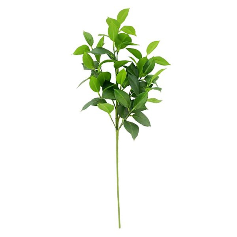 Ruscus Leaf Stem, 24″